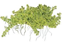Micranthemum callitrichoides 'Cuba' 1-2-Grow!