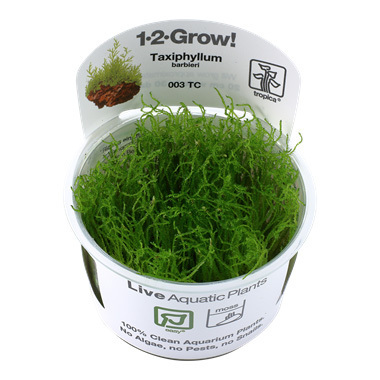 Taxiphyllum barbieri 'Bogor Moss' 1-2-Grow!