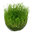 Taxiphyllum barbieri 'Bogor Moss' 1-2-Grow!