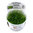 Vesicularia montagnei 'Christmas Moss' 1-2-Grow!