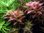 Proserpinaca palustris 'Cuba' 1-2-Grow!