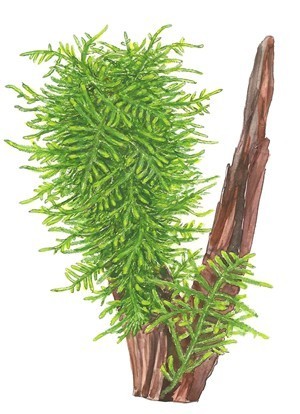 Taxiphyllum sp. 'Spiky'