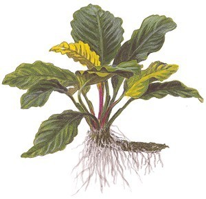 Anubias barteri var. coffeifolia