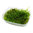 Taxiphyllum barbieri 'Bogor Moss'