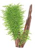 Taxiphyllum sp. 'Spiky' 1-2-Grow!