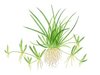Littorella uniflora 1-2-Grow!