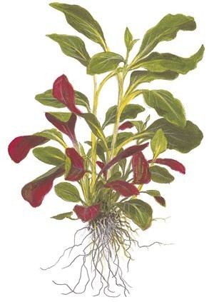 Lobelia cardinalis Minipot