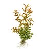 Rotala rotundifolia Minipot