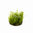 Vesicularia sp. 'Creeping Moss' in vitro
