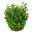 Rotala indica 'Bonsai' 1-2-Grow! B-laatu