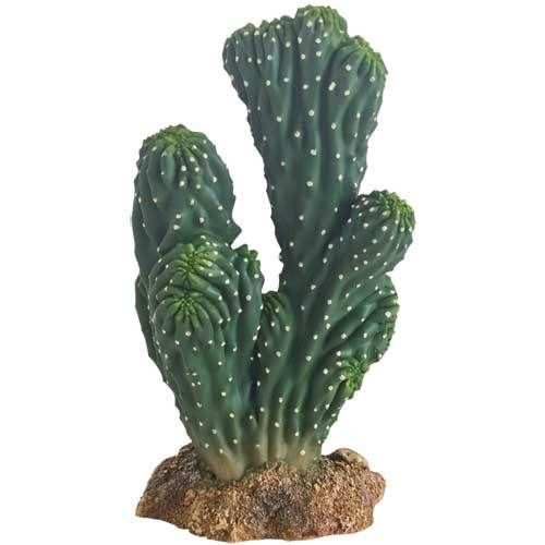 Hobby Cactus Victoria 19 cm
