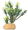 Hobby Euphorbia 16 cm