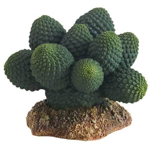 Hobby Cactus Atacama 5 cm