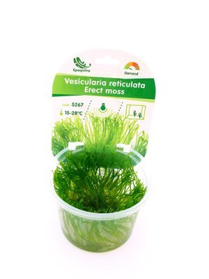 Vesicularia reticulata 'Erect Moss' in vitro