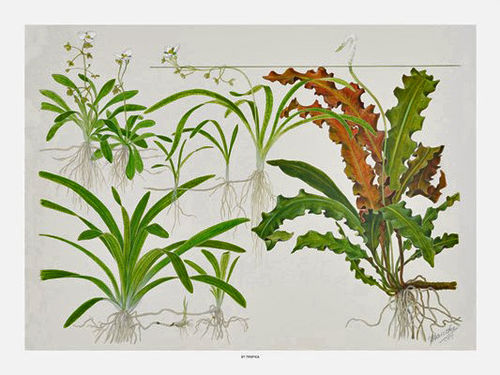 Tropica art poster Sagittaria 40x30cm (-15%)