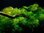 Myriophyllum mattogrossense 1-2-Grow! B-laatu