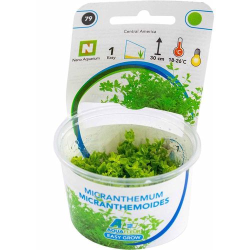 Micranthemum micranthemoides Easy Grow