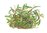 Bucephalandra sp. 'Needle Leaf' 1-2-Grow!